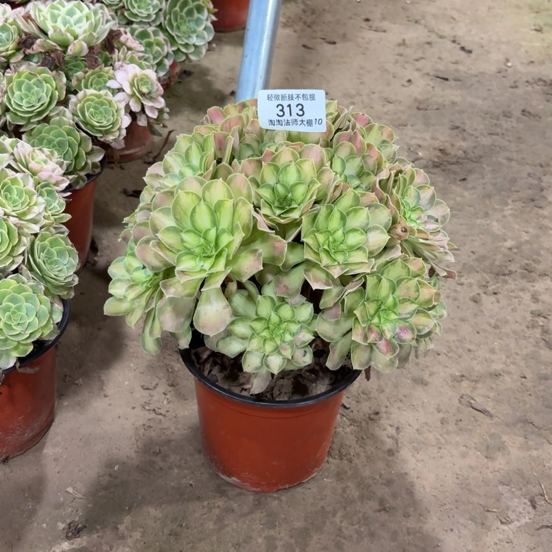 313韶华多肉植物法师