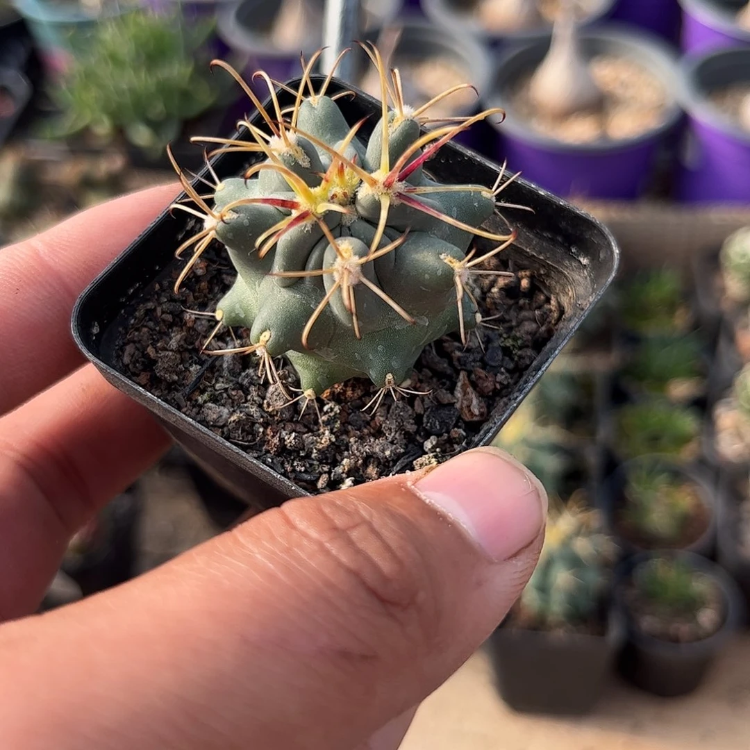 黑罗刹单头发货单头