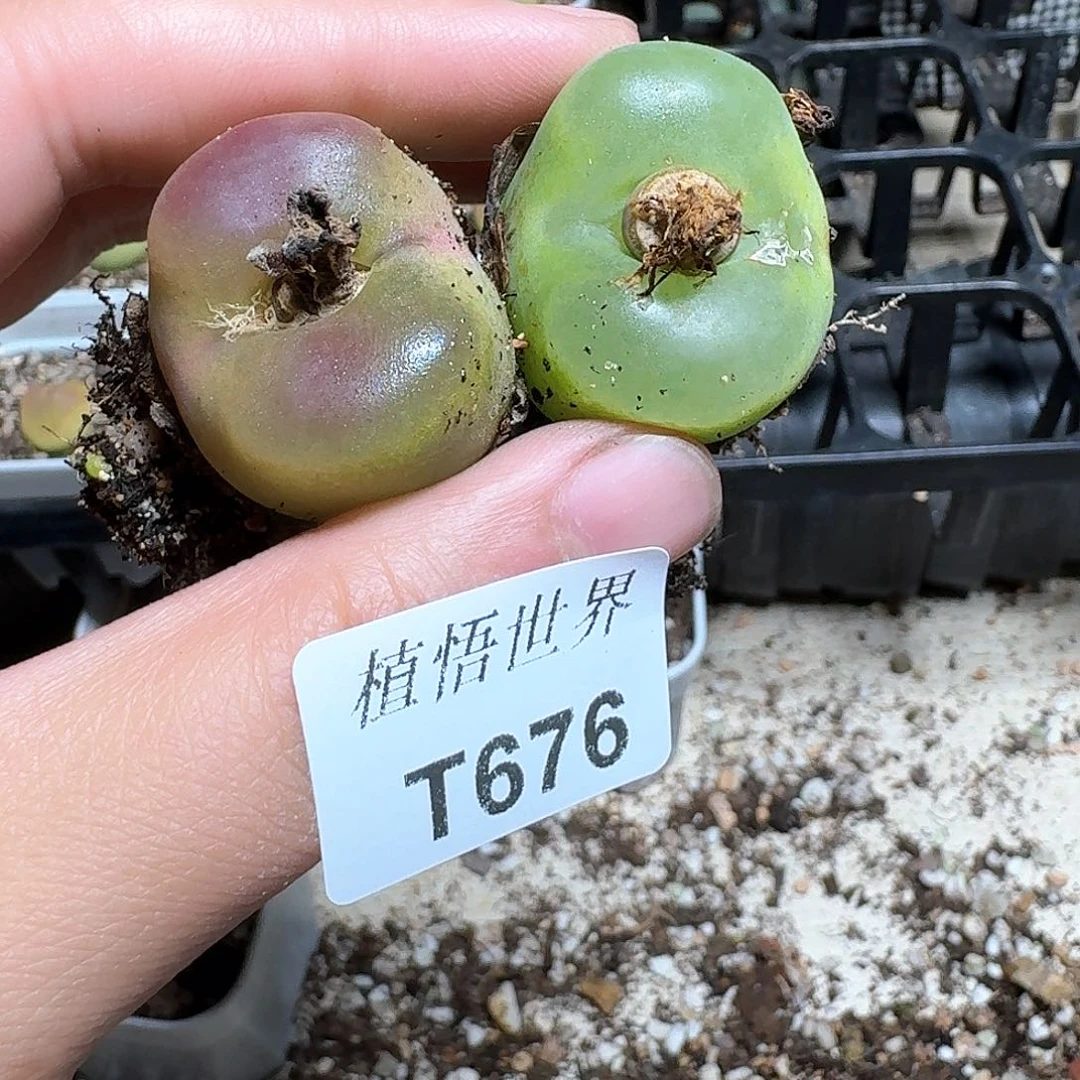 676盒多肉植物哇fv