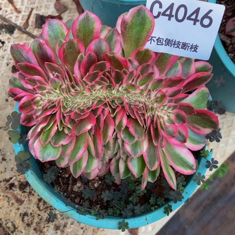 【闪购商品】4046荔枝多肉