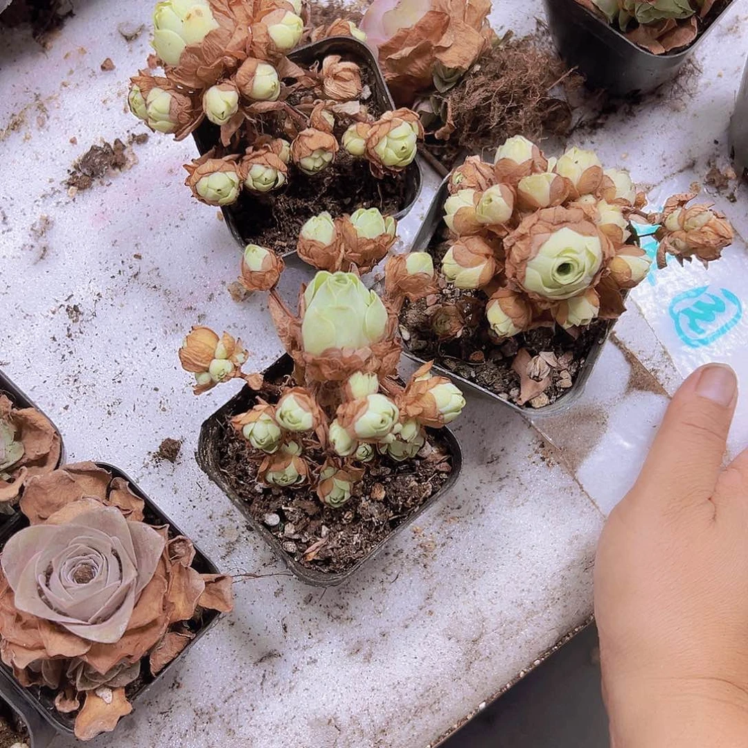 老山地玫瑰3盆托土发货