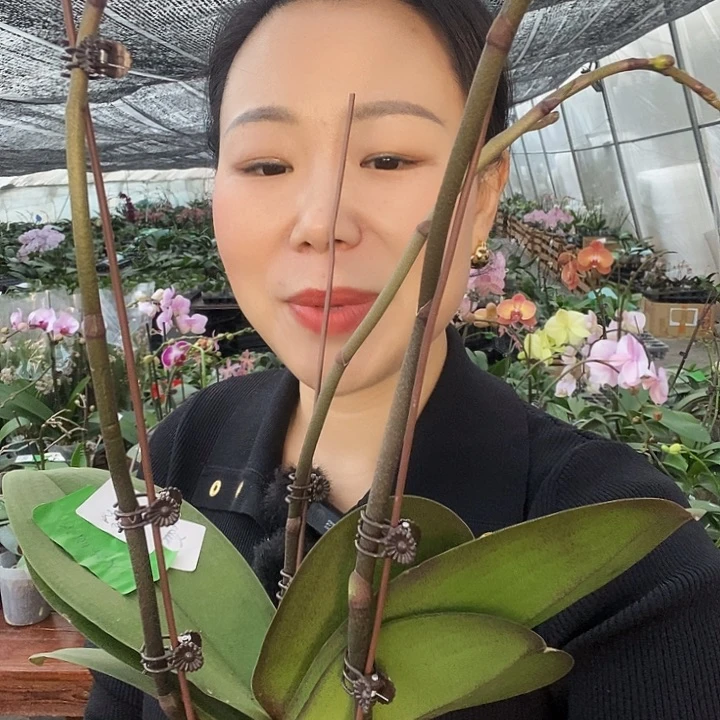 无花朵圣诞老人蝴蝶兰