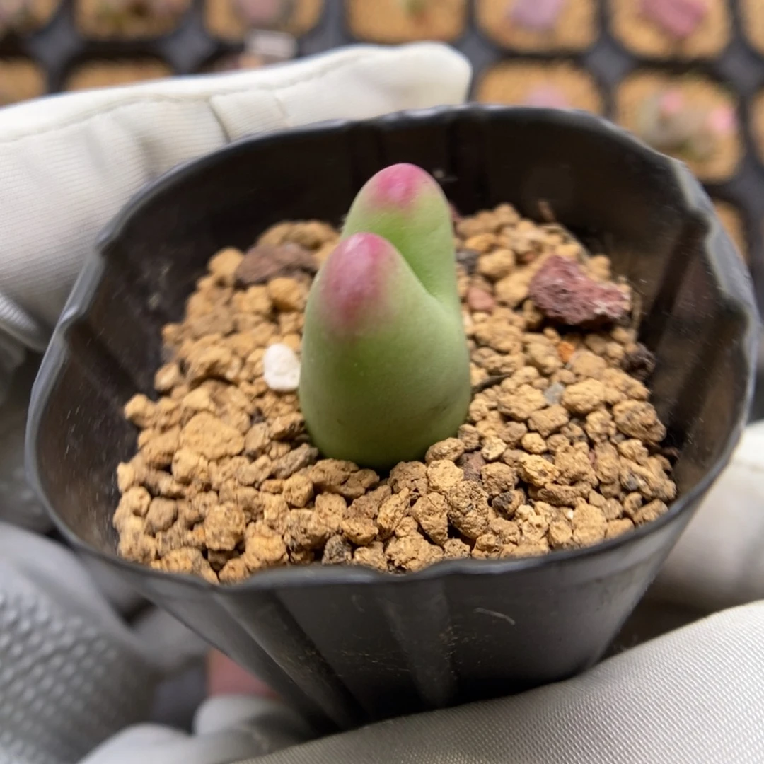 多肉植物肉锥杂交K-3681 将杂 粗纹兔耳朵