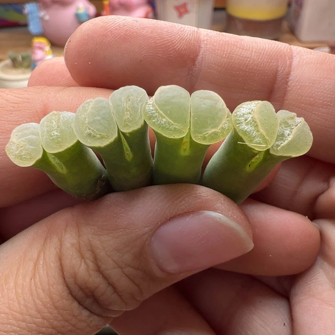 91。1802.6优选翻窗。单颗