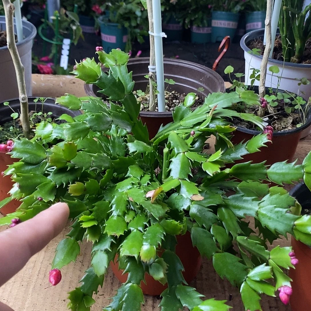 全部花朵红色嫁接用小盆苗福利