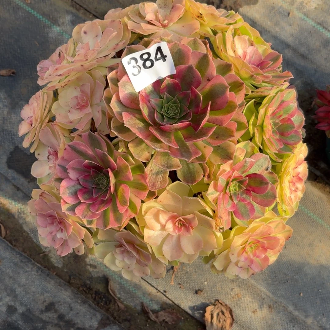 384大雨河多破植物福利