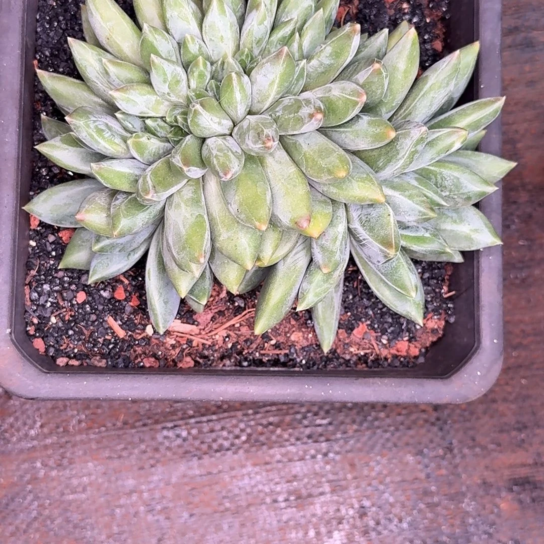 ****光多肉植物重楼缀寄养
