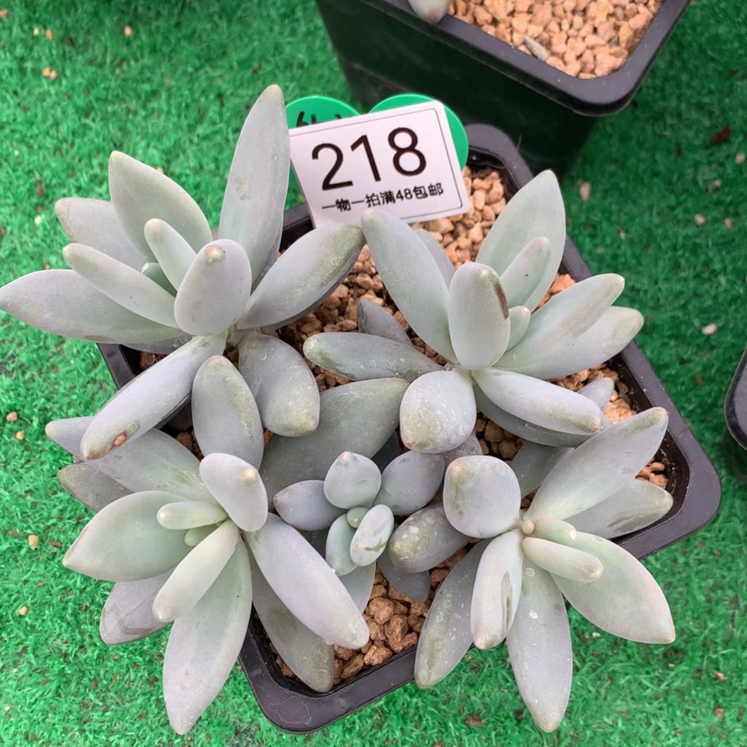 企鹅无砍一物一拍218