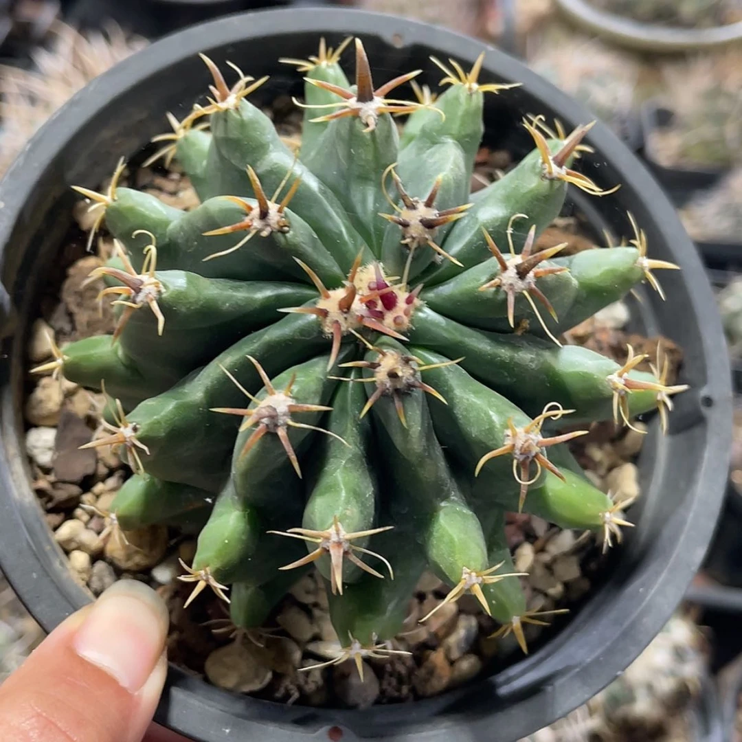 【闪购商品】短豪刺巨鸠玉实生666