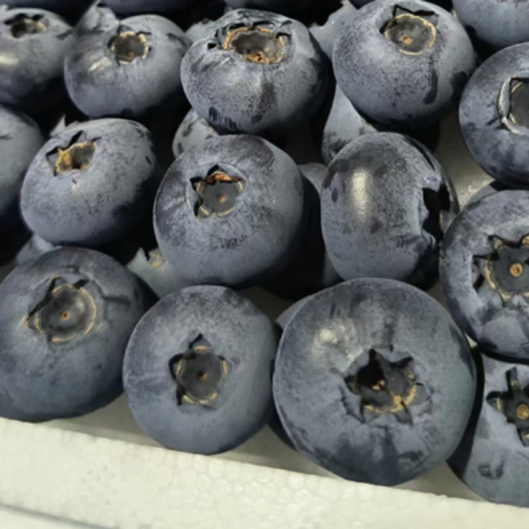 云南蓝莓15+和18+L25小件毛重0.8斤15mm-17mm云南省