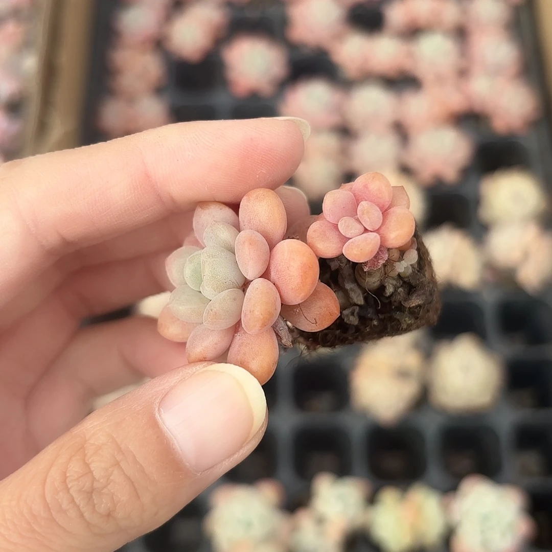 小穴苗花斑鹿多肉2颗