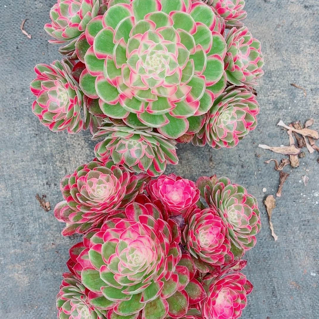 青*果我在外面吃饭呢888