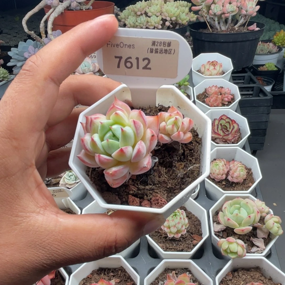 7612蓝鸟香槟4.0厘米