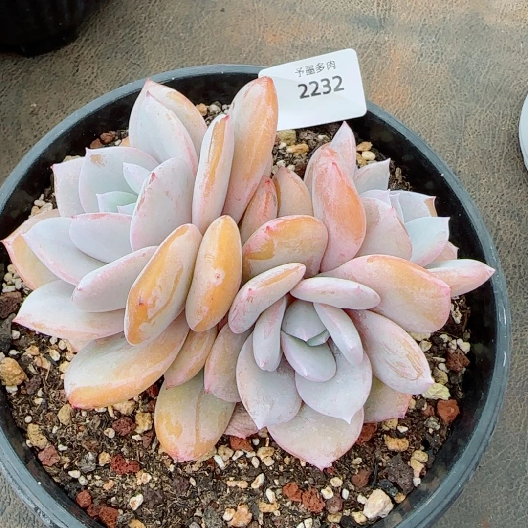 奶茶无砍，2232多肉植物