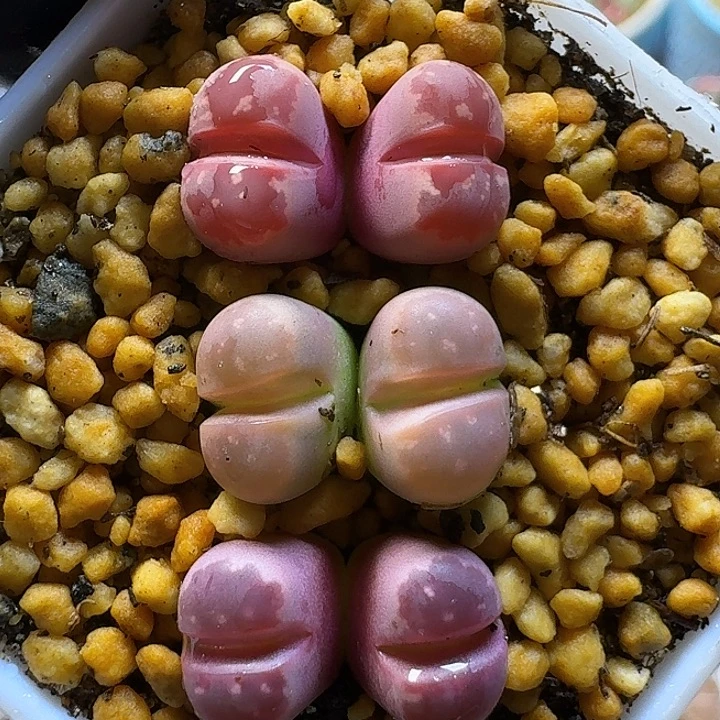 生石花1111222。  129