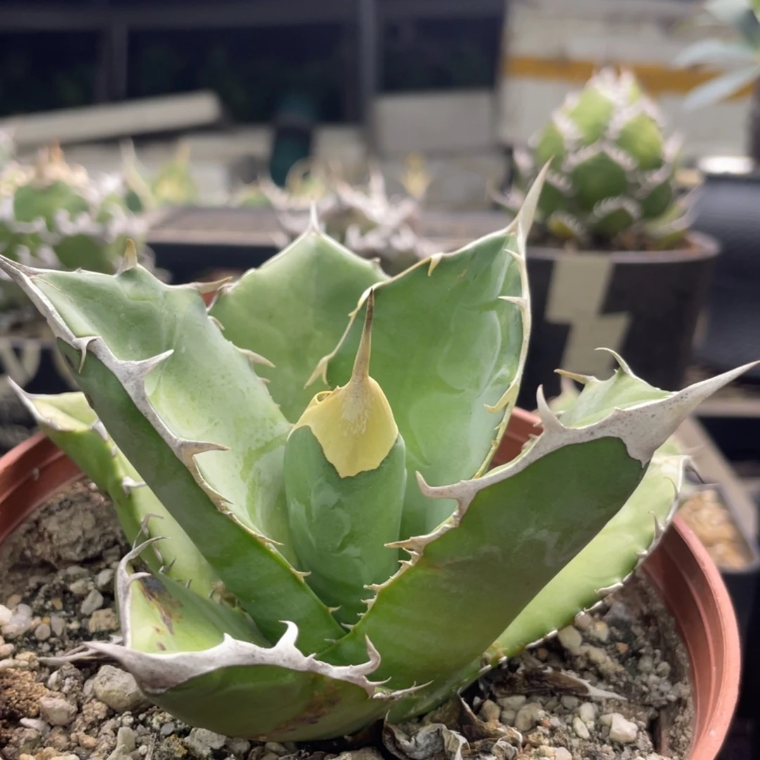 野二190000000000000