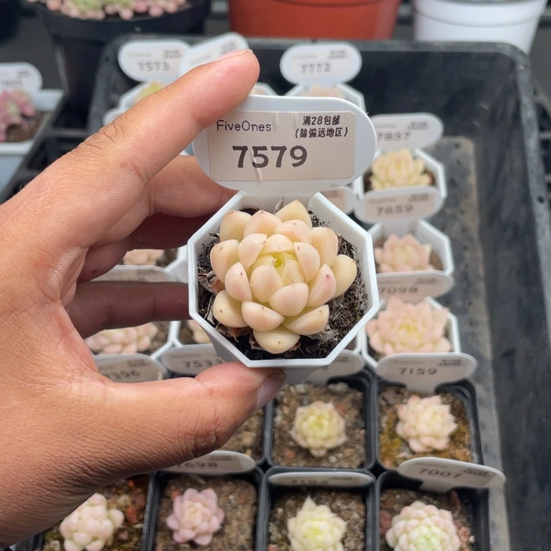 7579 麦秆3.5厘米