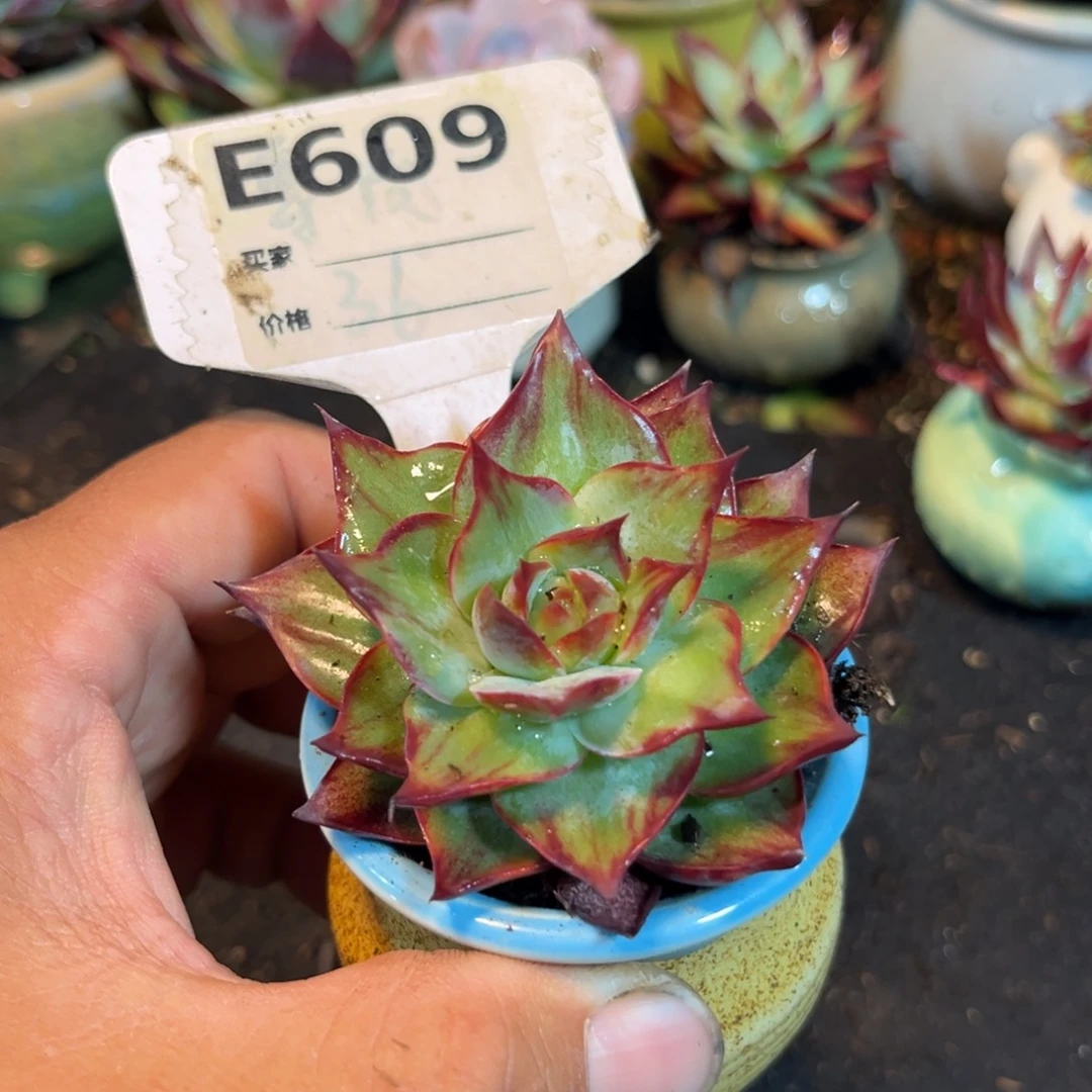 惊鸿一瞥多肉植物世609