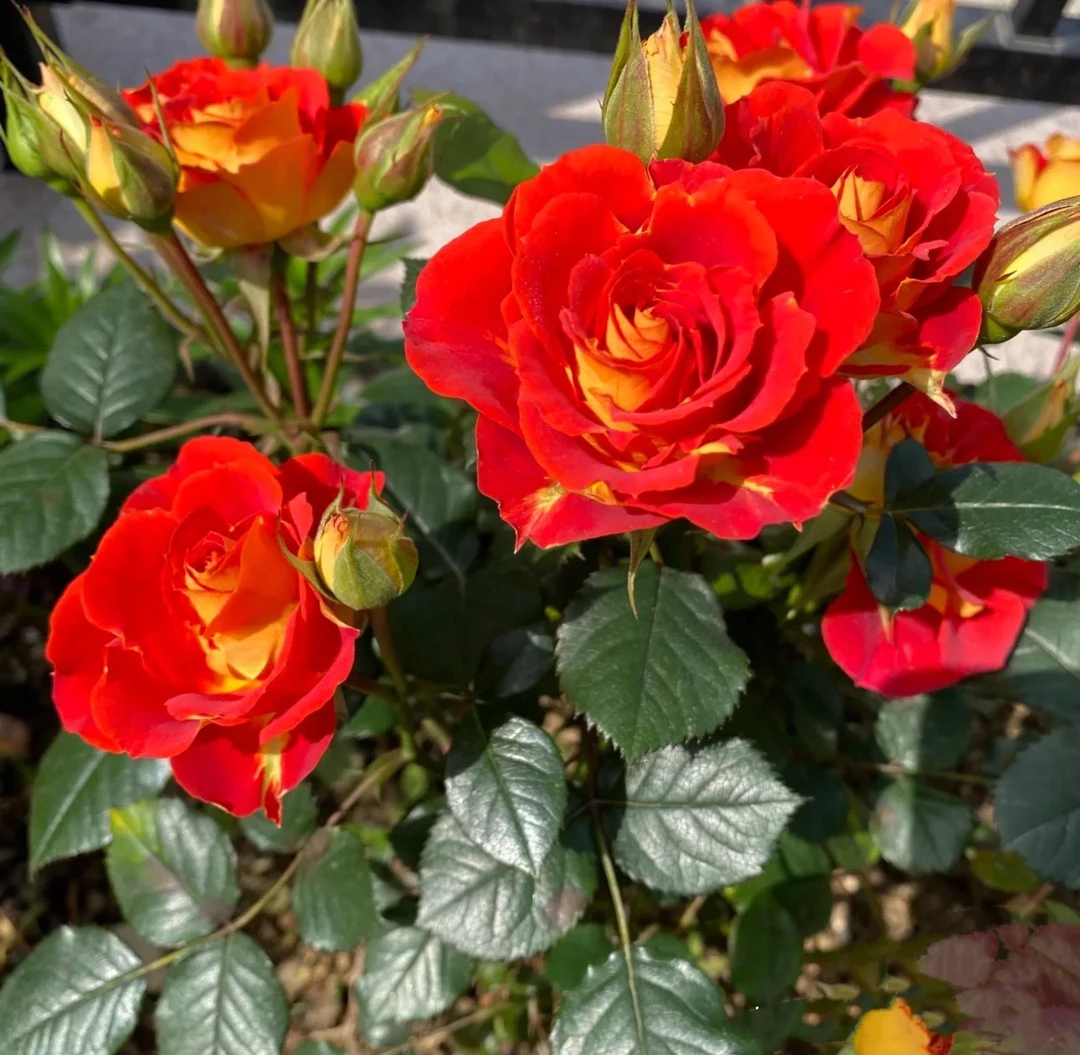 【双鱼座】棒棒糖月季 四季开花勤花阳台庭院趣味养植云南基地