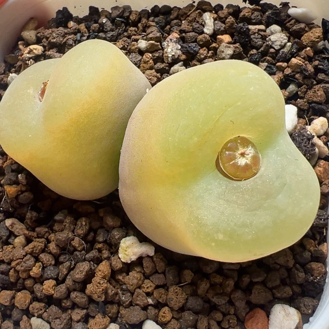 橙荔枝毛5厘米带盆