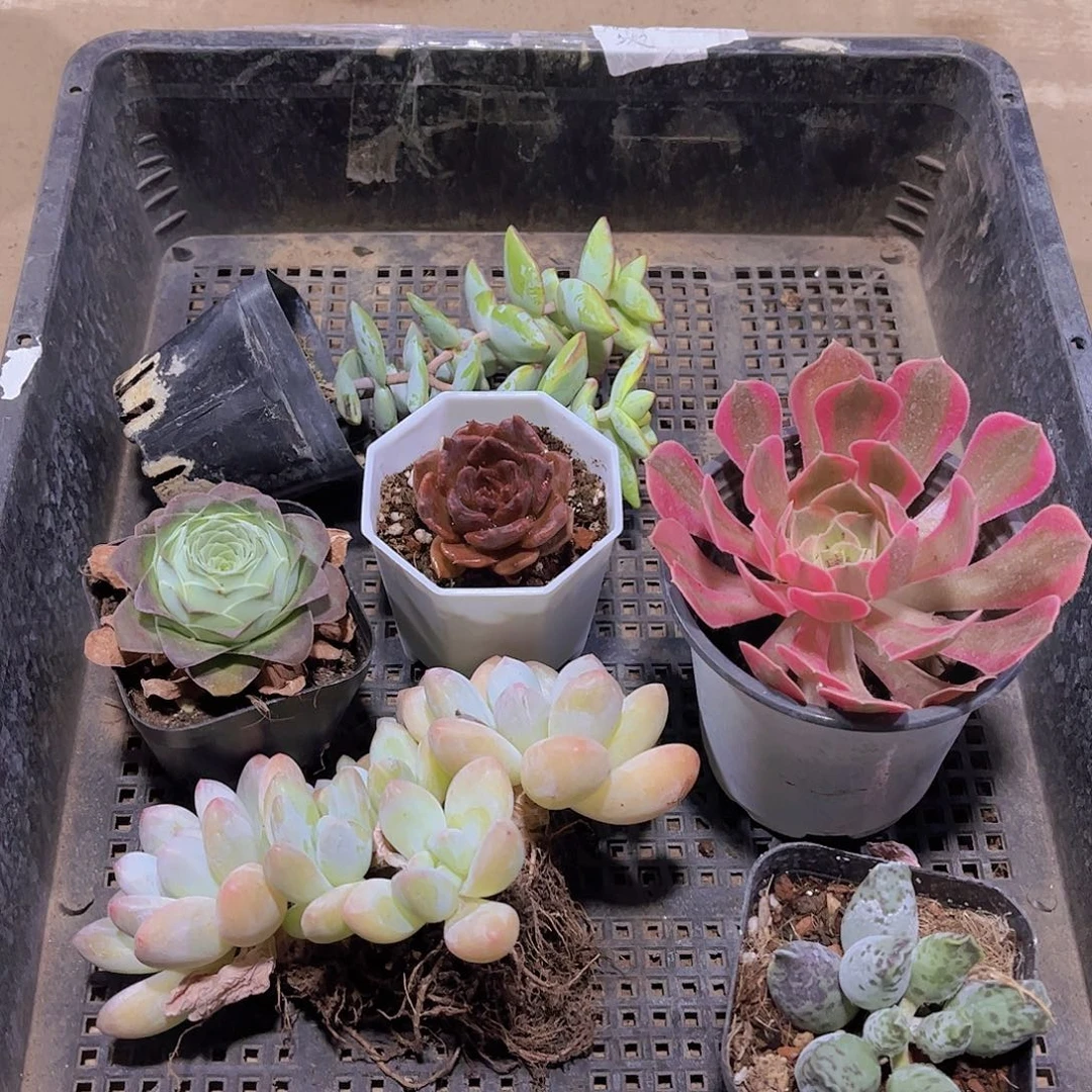 多肉856多肉植物