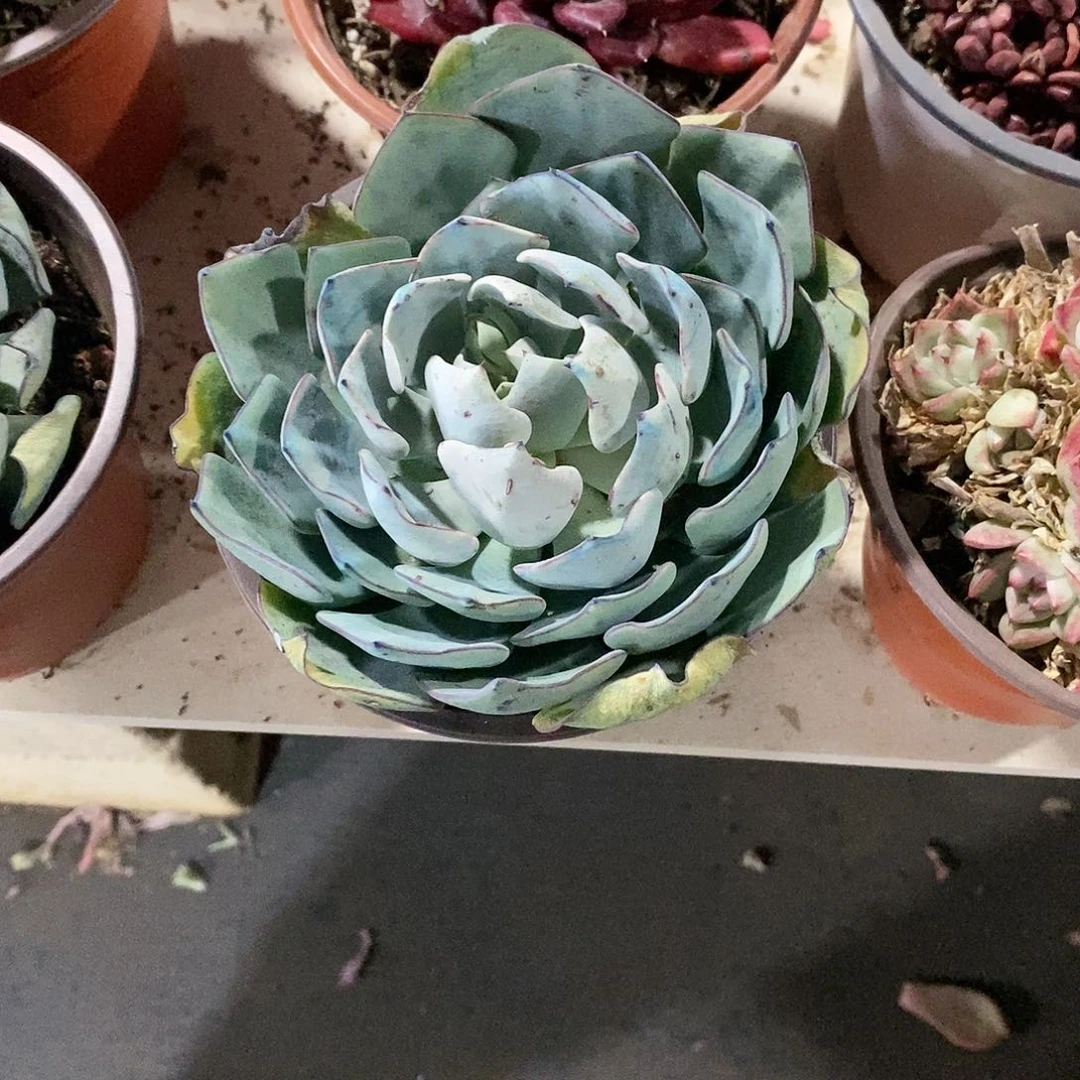 云*语458剑斯诺娃多肉植物