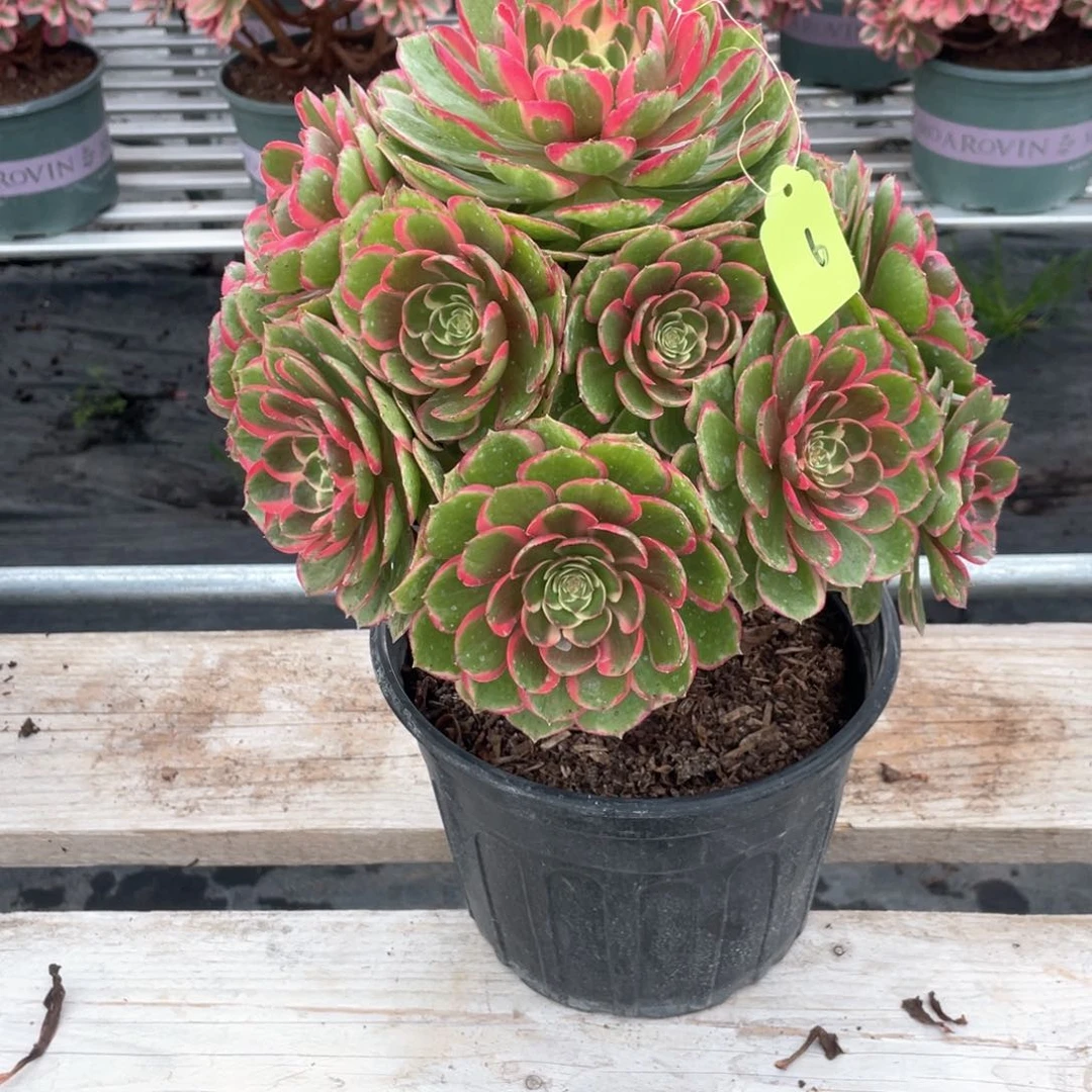 粉花妖老桩手捧6