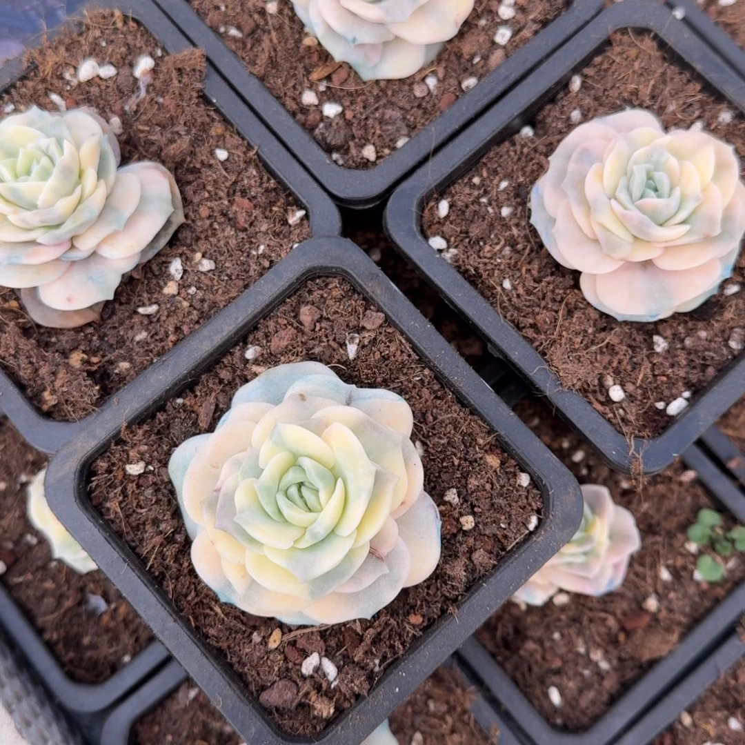可爱玫瑰白腹轮锦