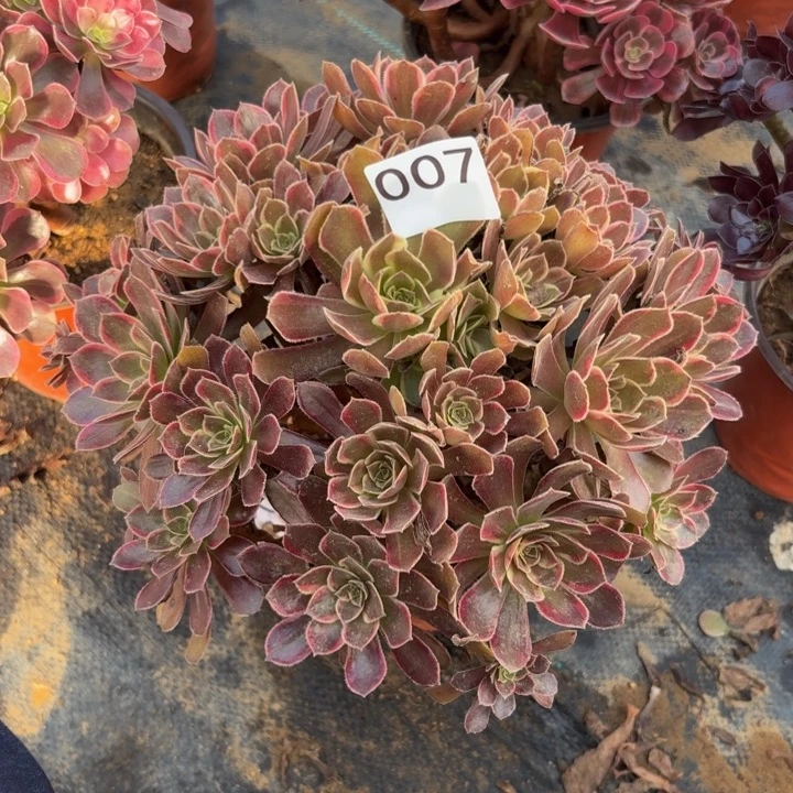 金丝缕多肉植物不包损007