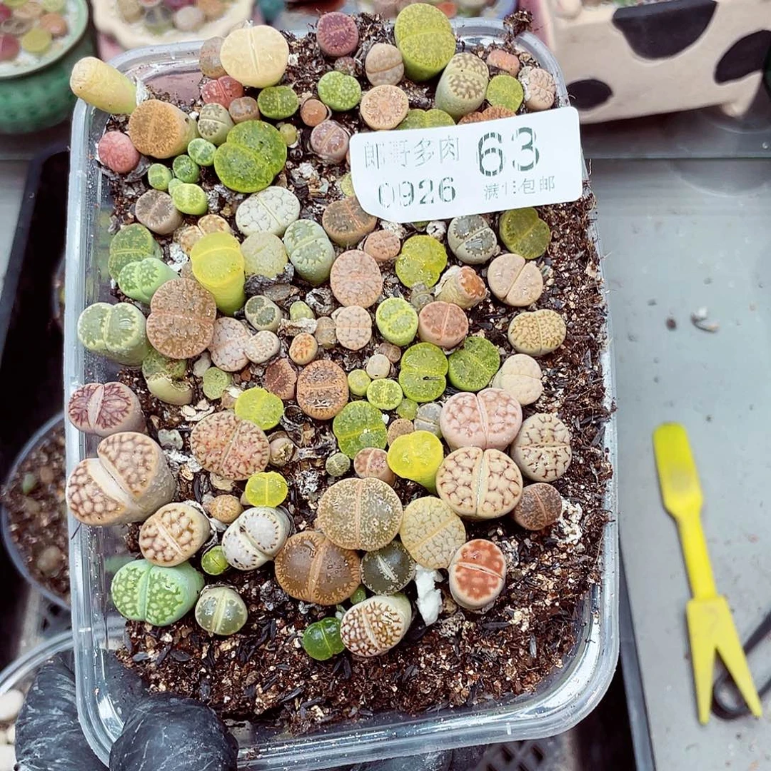 生石花满18包邮0926-63