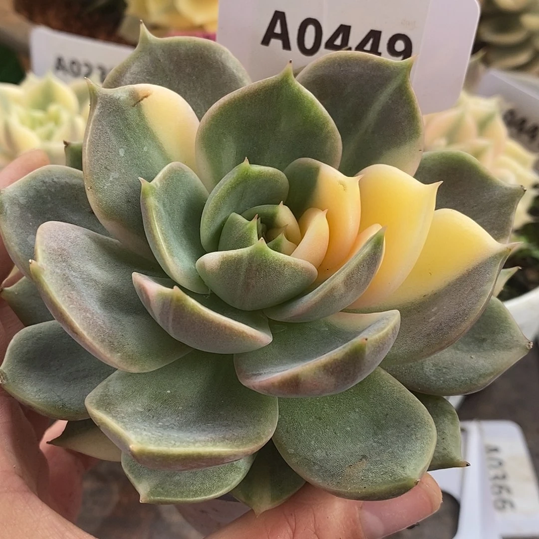 449贝加尔湖哈哈哈哈哈