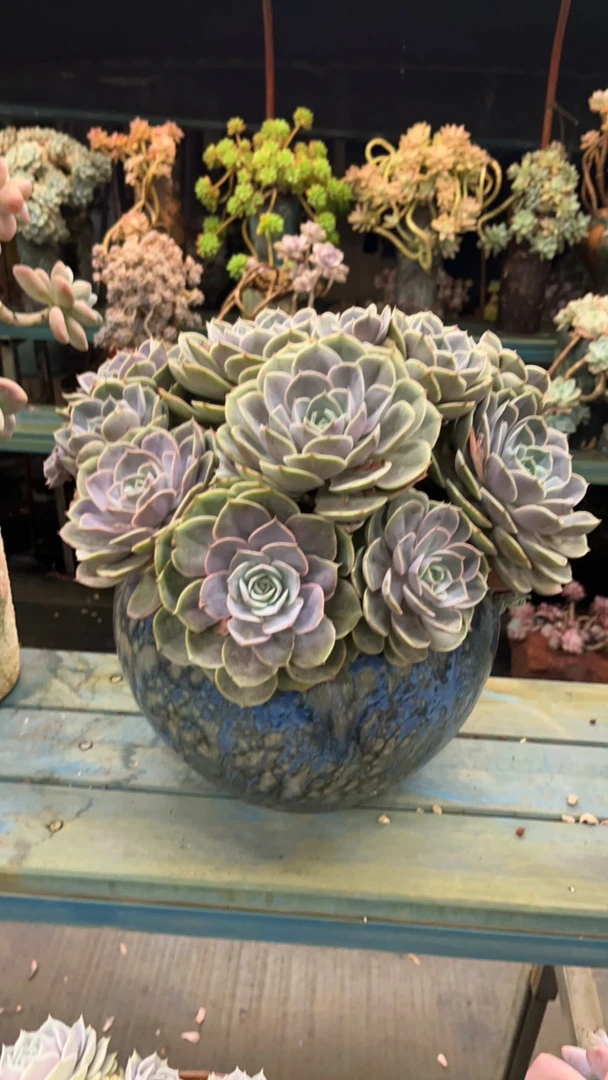 整桩无砍老桩蓝色苍鹭带盆