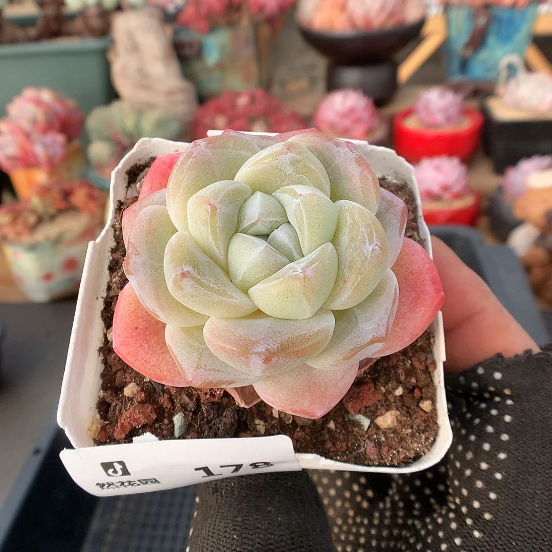 178冰玉多肉植物666