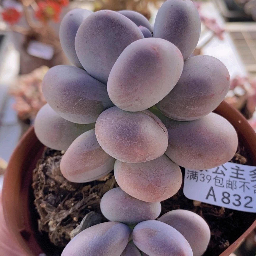 黄金大叶奶肥炸叶7cm832多肉植物