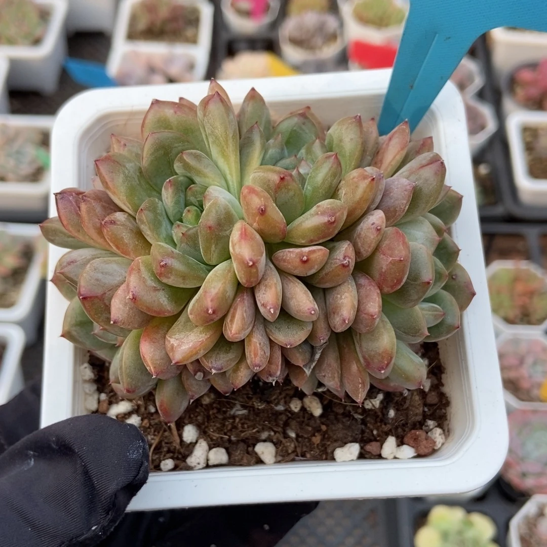 1796糖果珍妮多肉植物