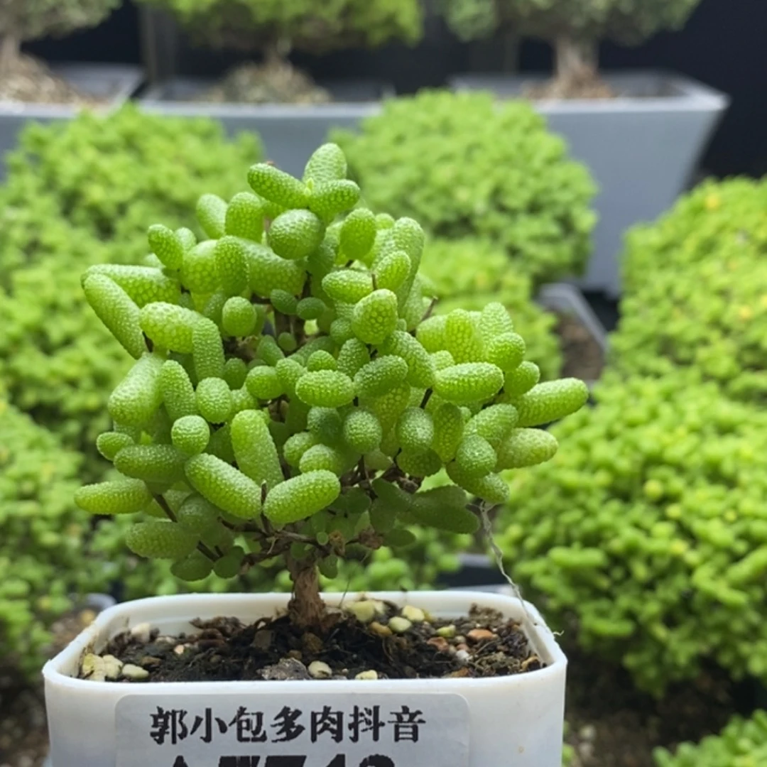 米***1金橘糖球7742枝干番杏