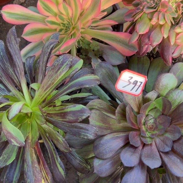 多肉植物397不售后