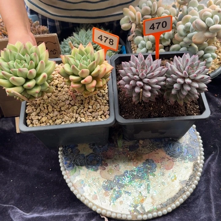 多肉植物虞美人米其林478/470