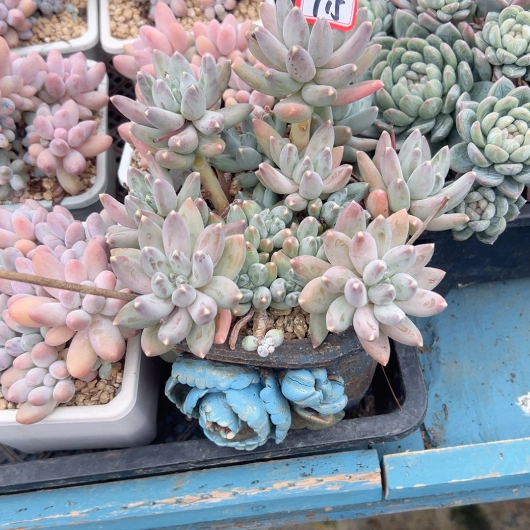 可***妮精品多肉植物老桩