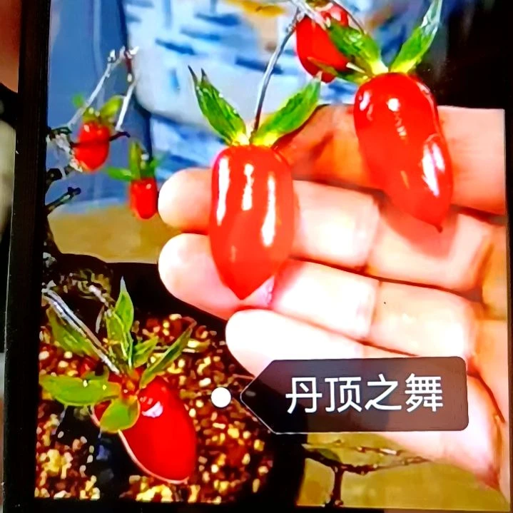 无花朵扦插丹顶之舞