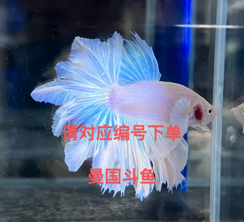 10年老牌鱼商曼国斗鱼高端羽毛枫叶尾花瓣高品质绣球泰斗鱼直播间