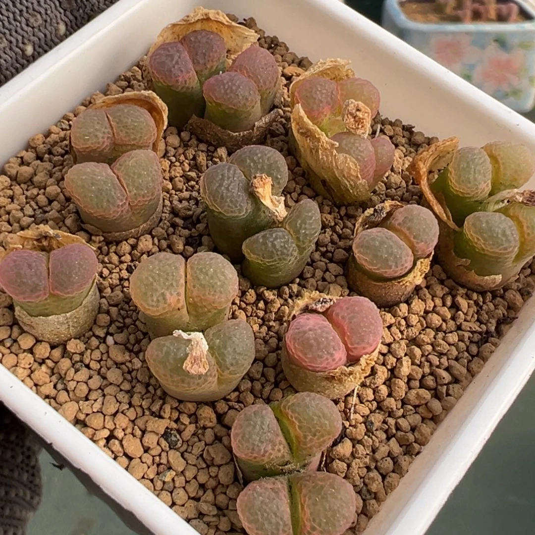 a679粉樱风铃一盆 脱土发货