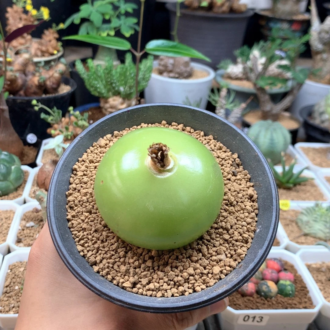 大苍角殿多肉脱土 6cm