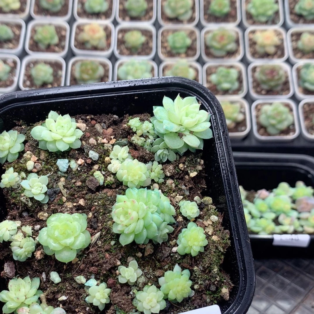 无花朵T49英语英语