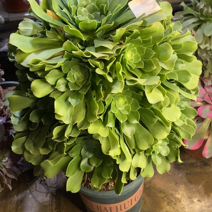 绿阳绒多肉断头不包0235