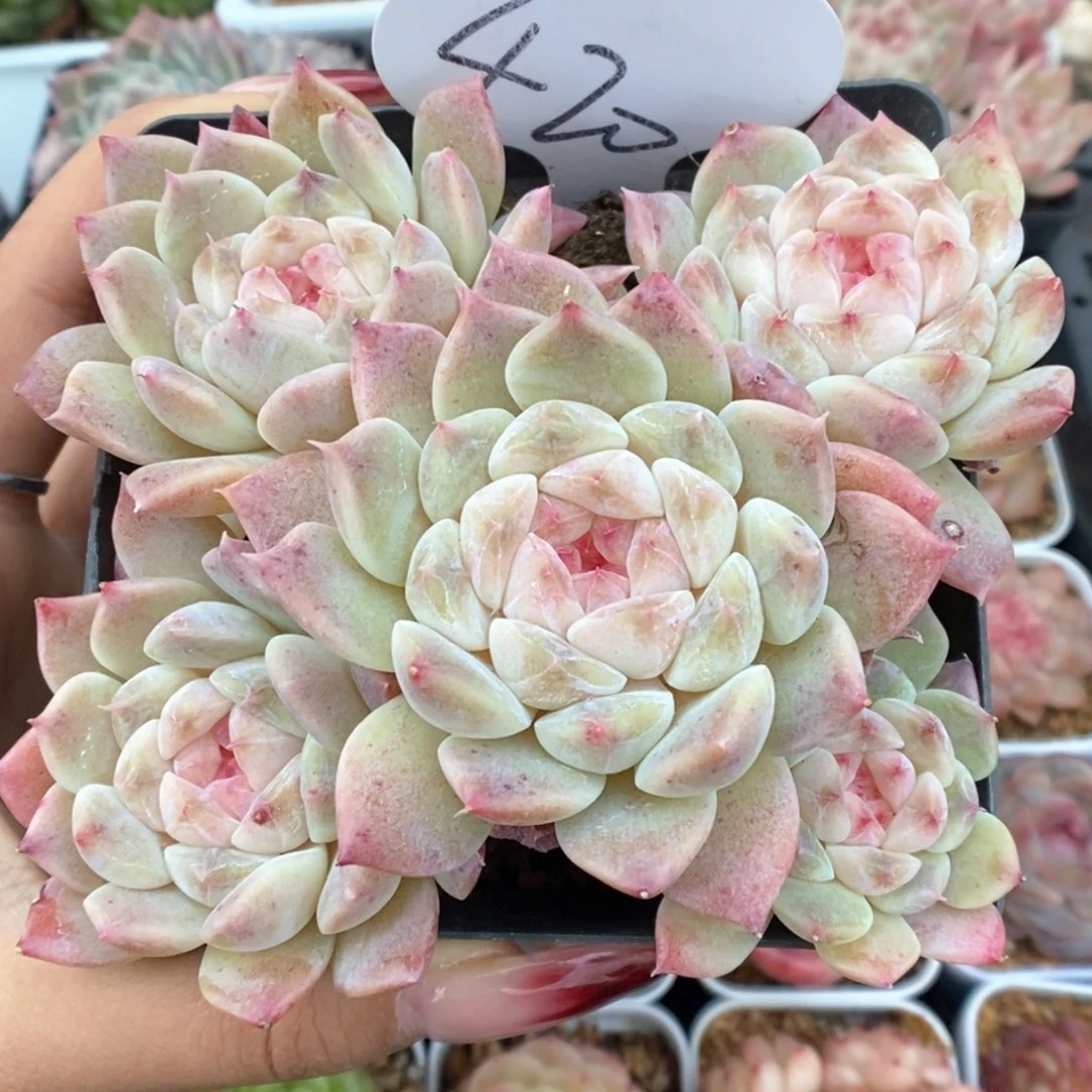 糖心冰魄群生可拍420号。