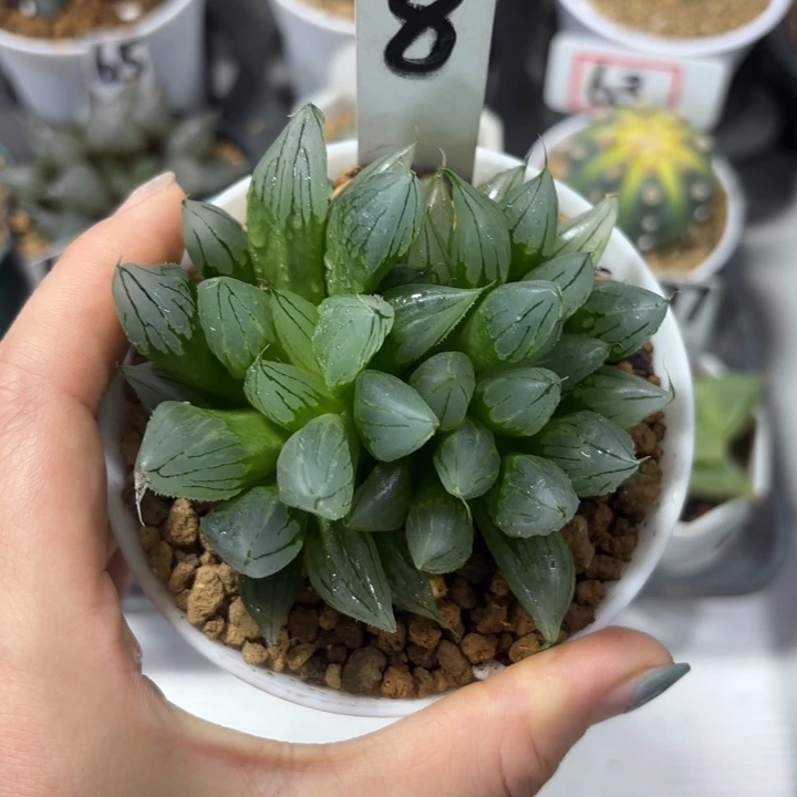 白盘母本西亚基多肉植物