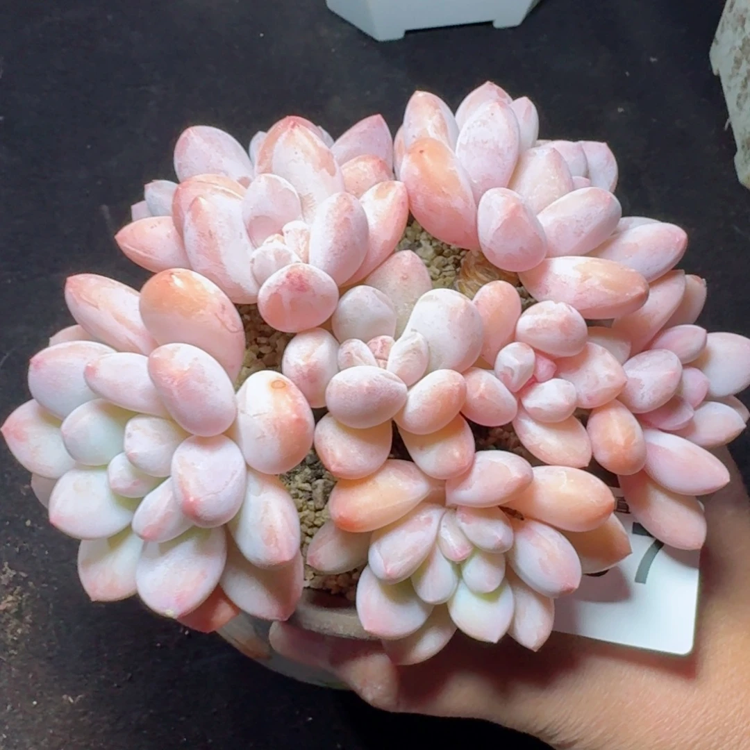 韩版香水群生整装无砍