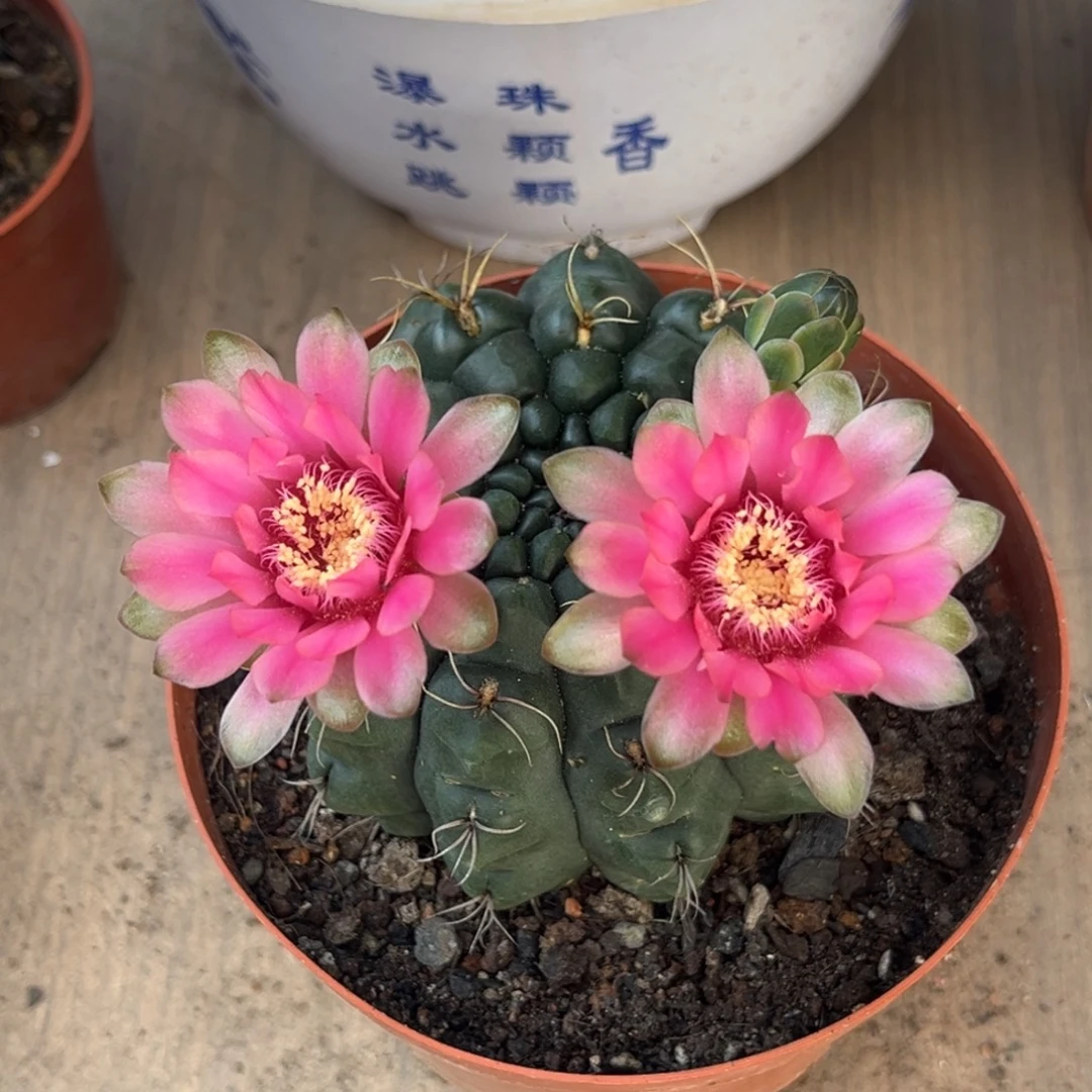 静***安实生绯花玉仙人球5