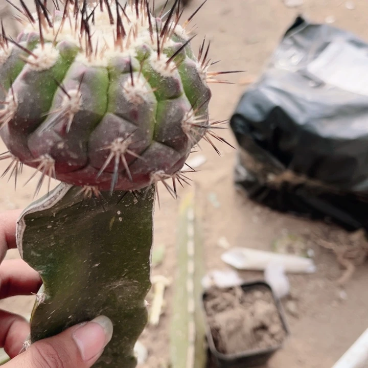 叉*儿孤龙三角嫁接仙人球